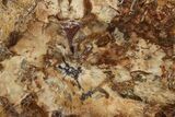 Beautiful Petrified Wood (Araucaria) Round - Madagascar #327329-1
